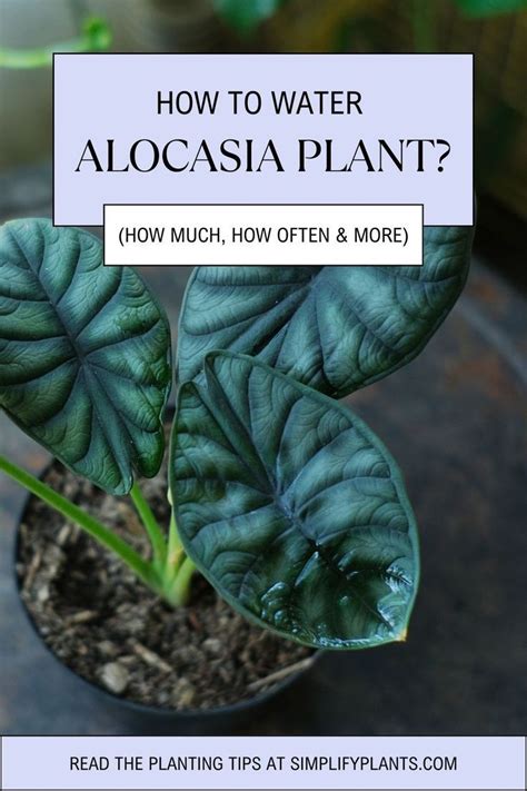 how much water for alocasia